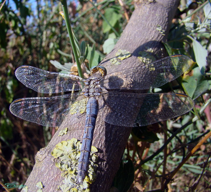 Orthetrum coerulescens femmina